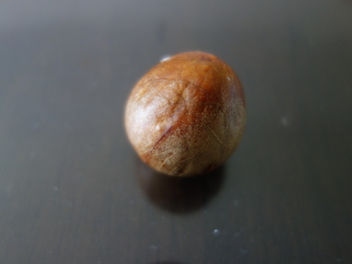 アボカドの種