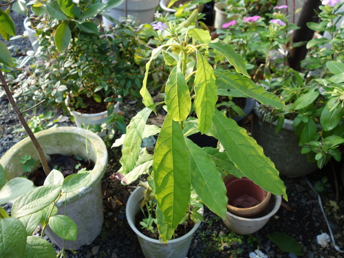 アボカドの実生