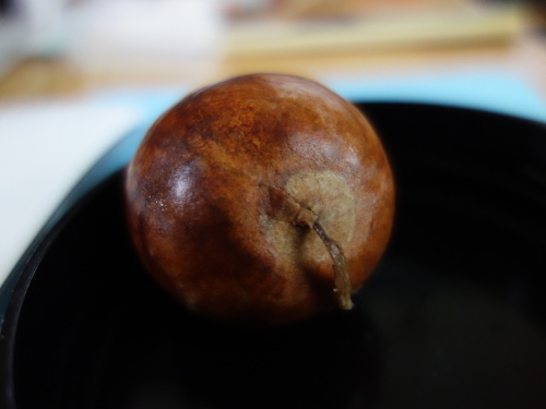 アボカドの種