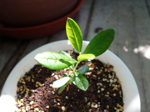 フェイジョアの実生