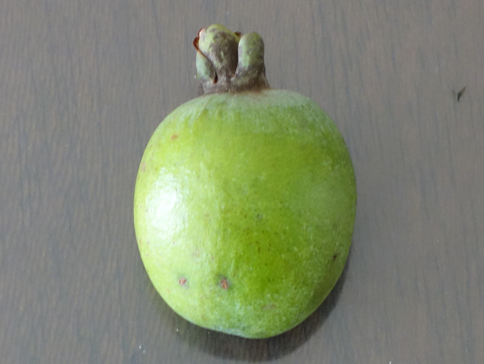 フェイジョアの実生