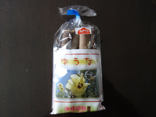 オオハマボウ(ゆうな)