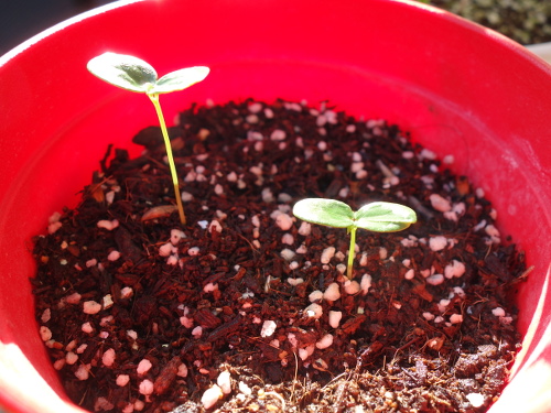 パッションフルーツの実生