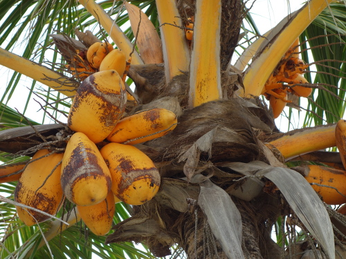 ココヤシの実（ココナッツ）