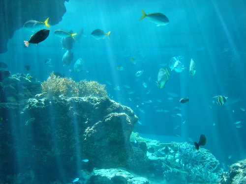 美ら海水族館