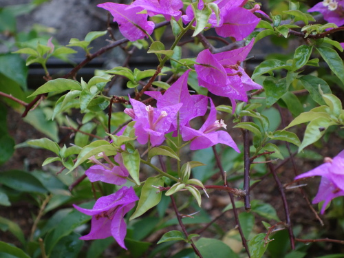沖縄で咲いていた花