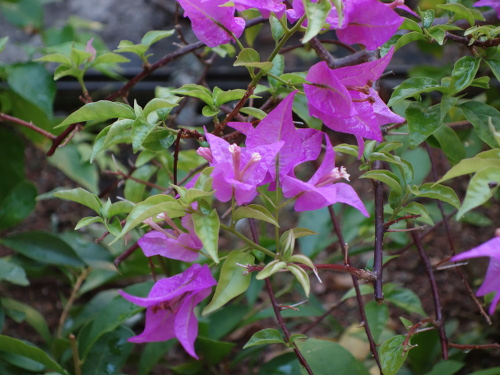 沖縄で咲いていた花