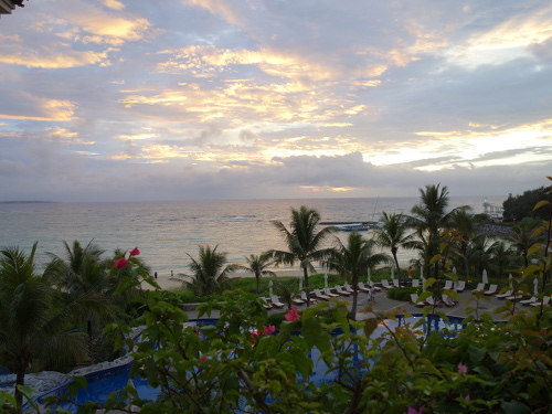 沖縄で咲いていた花