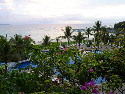 沖縄で咲いていた花