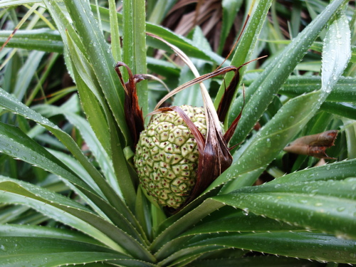 沖縄で咲いていた花
