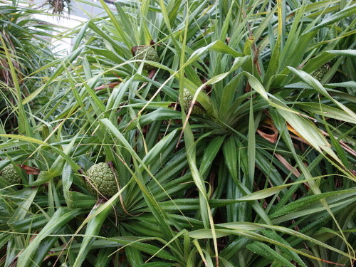 沖縄で咲いていた花