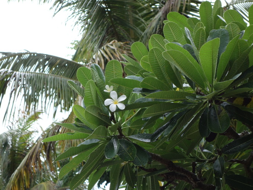 沖縄で咲いていた花