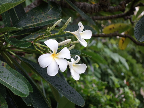 沖縄で咲いていた花