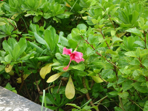 沖縄で咲いていた花