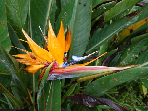 沖縄で咲いていた花