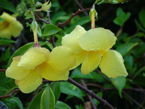 沖縄で咲いていた花