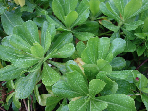 沖縄で咲いていた花