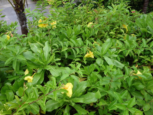 沖縄で咲いていた花