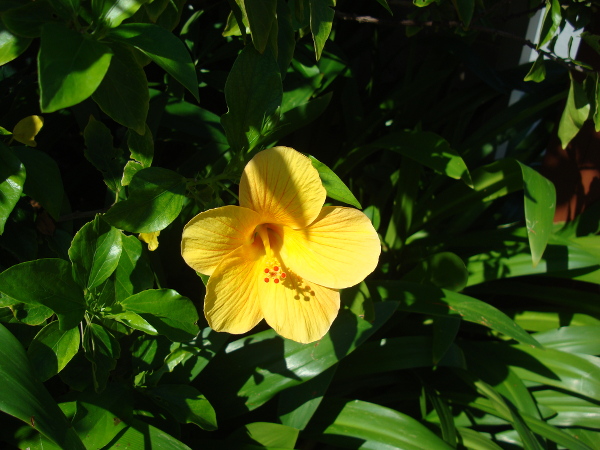 道沿いに咲いているハイビスカス