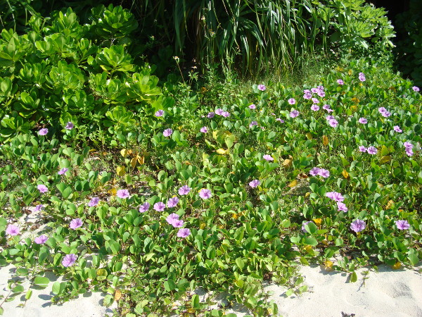 ザ・ブセナテラスのプライベートビーチ入り口の花