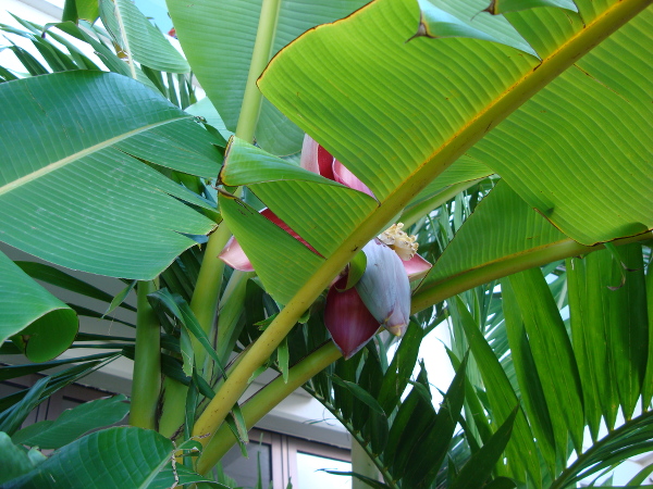 プールサイドのバナナの木