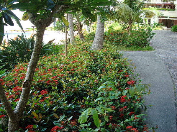 2Fプールサイドの花