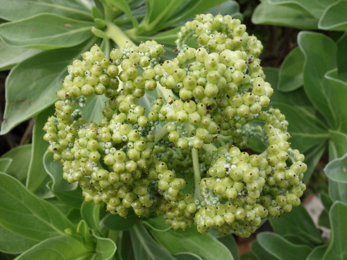 下の道の植物(名前を知りません)