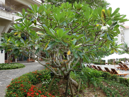 ビーチからラ・ティーダの下を通って帰る途中のプールサイドの木