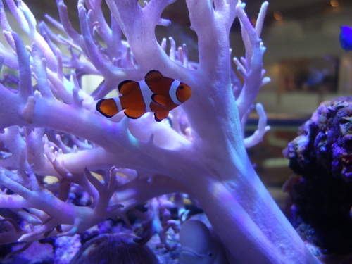 水槽のカクレクマノミ