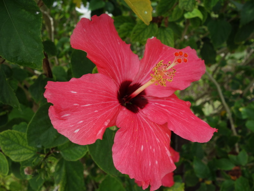 駐車場方面から見た万座毛