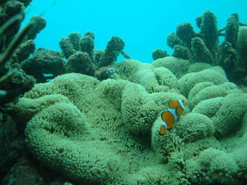 カクレクマノミ