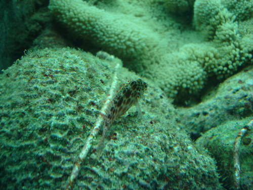 海中展望塔の魚