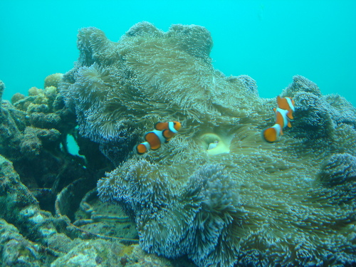 2匹のカクレクマノミ