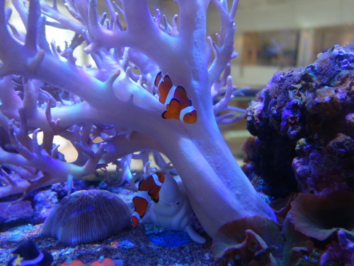 カクレクマノミ