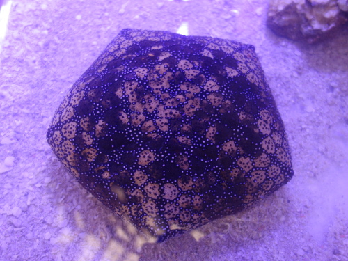 マンジュウヒトデ