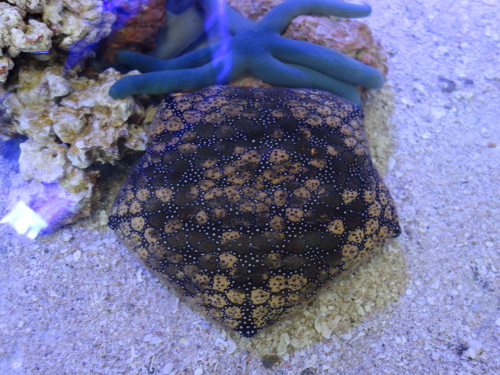 マンジュウヒトデ