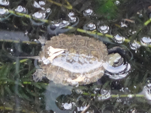 ニホンイシガメ