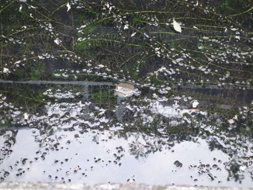 ニホンイシガメ