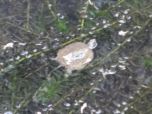 ニホンイシガメ