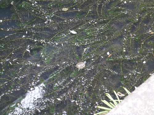 ニホンイシガメ