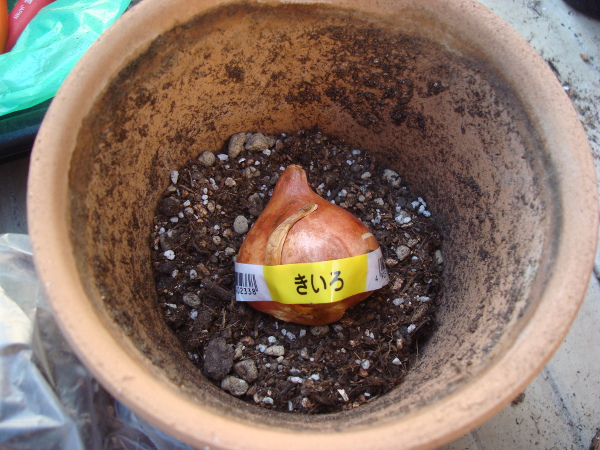 Growing Tulip Yellow Species in 2015