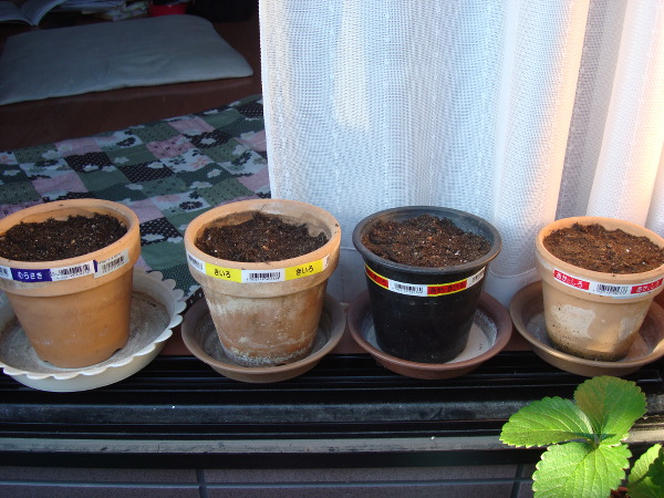 Growing Tulip Red and Yellow Species in 2015