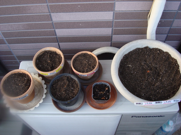 Growing Tulip Red and Yellow Species in 2015