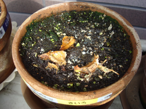 Growing Tulip Yellow Species in 2015