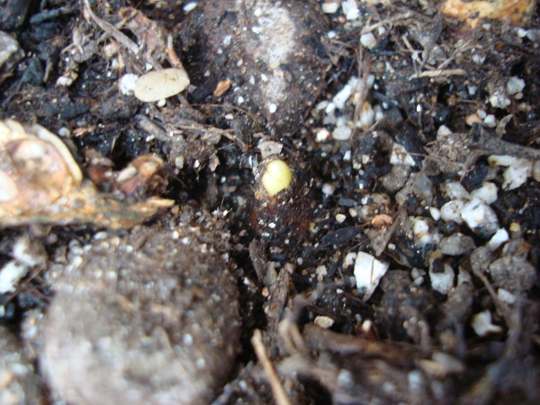 Growing of Tulip Violet Species in 2015