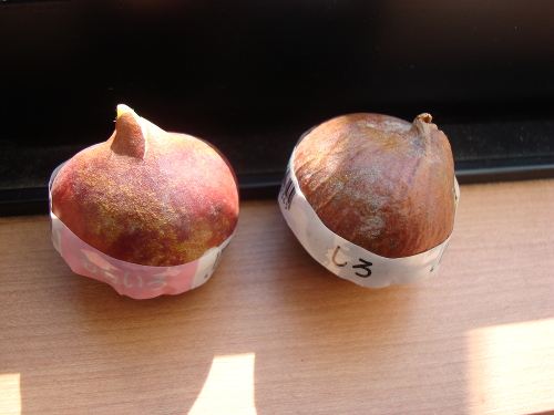 Growing Tulip White Species in 2015