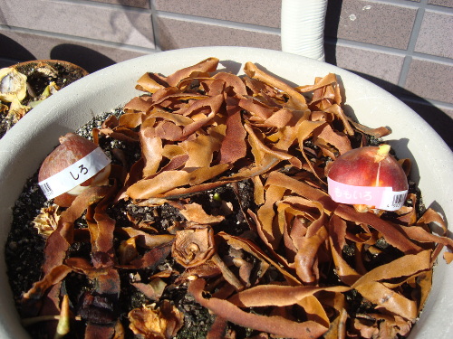 Growing Tulip White Species in 2015