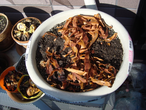 Growing Tulip White Species in 2015