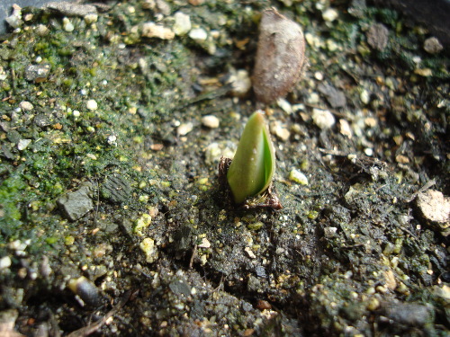 Growing Tulip Red and Yellow Species in 2015