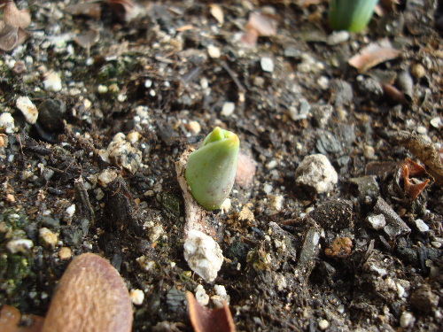 Growing Tulip White Species in 2015
